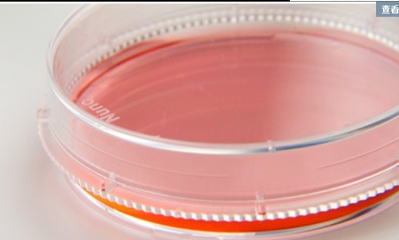 Nunc货号150468现货EasYDish 150mm培养