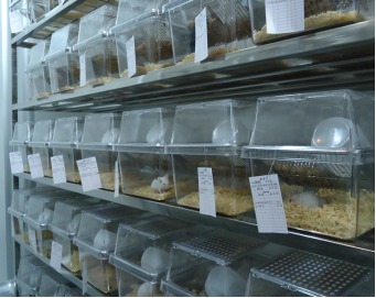 动物模型/动物建模技术服务