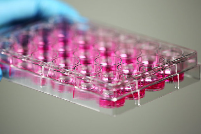 NEST 6孔细胞培养板 TC 703002