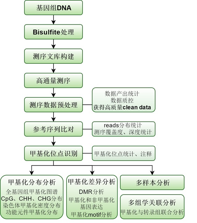 全基因组甲基化测序(WGBS)