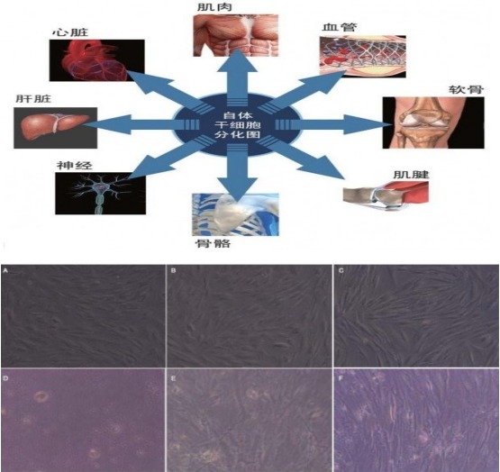10×Genomics单细胞转录组测序