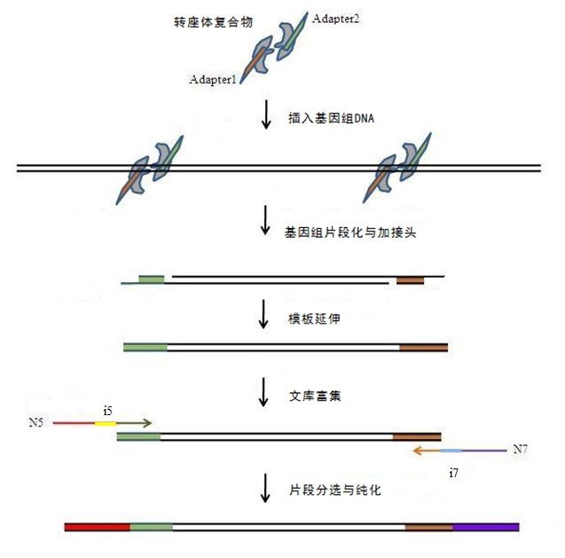 NovoNGS DNA Library FlashPrep 