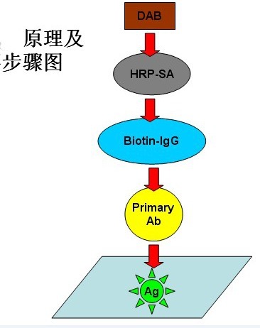 DDX3免疫组化WB抗体