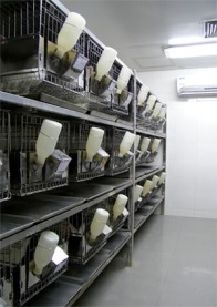 动物模型/动物建模技术服务