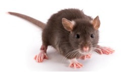 动物模型/动物建模技术服务