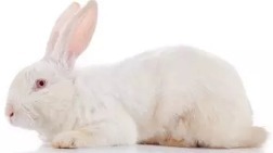 动物模型/动物建模技术服务