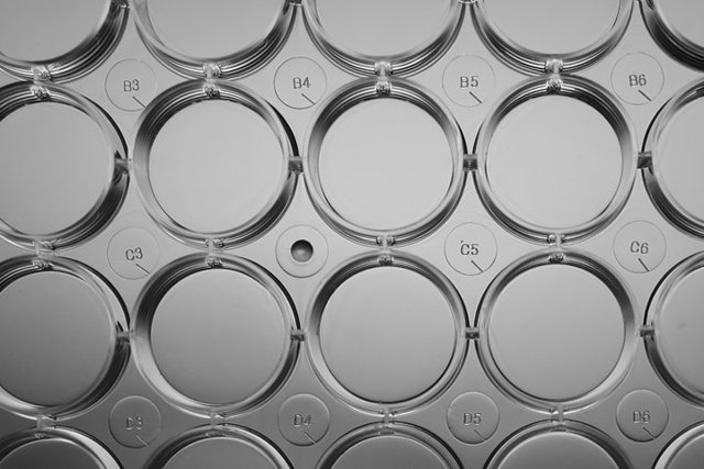 NEST 6孔细胞培养板 TC 703002