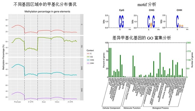 全基因组甲基化测序(WGBS)